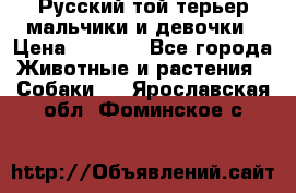 Русский той-терьер мальчики и девочки › Цена ­ 8 000 - Все города Животные и растения » Собаки   . Ярославская обл.,Фоминское с.